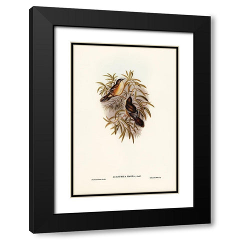 Great Acanthiza-Acanthiza magna Black Modern Wood Framed Art Print with Double Matting by Gould, John
