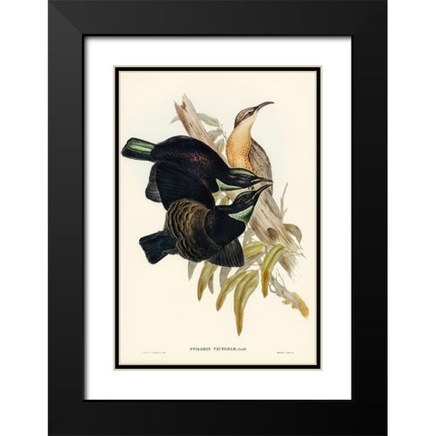 Victoria Rifle-bird-Ptiloris Victoriae Black Modern Wood Framed Art Print with Double Matting by Gould, John
