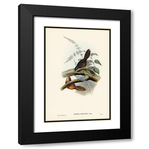 Rufescent Scrub-Bird-Atrichia rufescens Black Modern Wood Framed Art Print with Double Matting by Gould, John