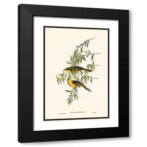 Yellow-tufted Honey-eater-Ptilotis auricomis Black Modern Wood Framed Art Print with Double Matting by Gould, John