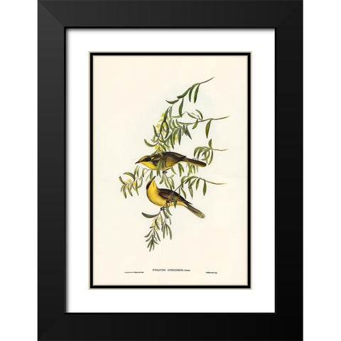 Yellow-tufted Honey-eater-Ptilotis auricomis Black Modern Wood Framed Art Print with Double Matting by Gould, John