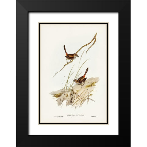 Cautious Wren-Hylacola cauta Black Modern Wood Framed Art Print with Double Matting by Gould, John