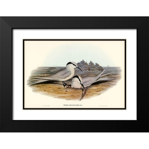 Black-naped Tern-Sterna melanauchen Black Modern Wood Framed Art Print with Double Matting by Gould, John