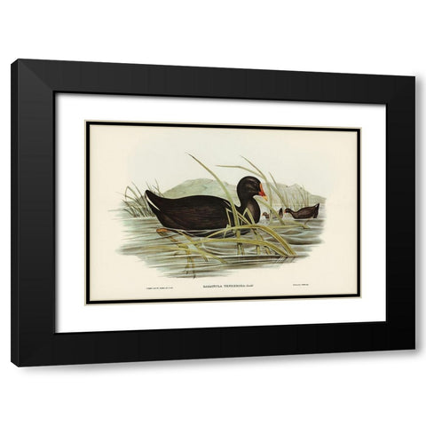 Dusky Moorhen-Gallinula tenebrosa Black Modern Wood Framed Art Print with Double Matting by Gould, John