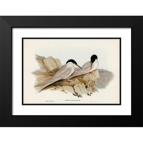 Graceful Tern-Sterna gracilis Black Modern Wood Framed Art Print with Double Matting by Gould, John