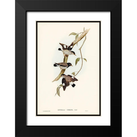 Striated Sittella-Sittella striata Black Modern Wood Framed Art Print with Double Matting by Gould, John