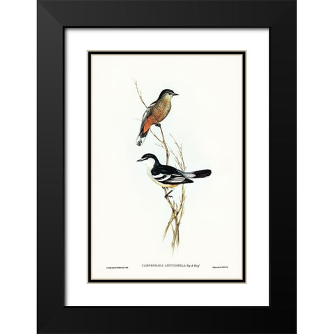 Black and White cuckooshrike-Campephaga leucomela Black Modern Wood Framed Art Print with Double Matting by Gould, John