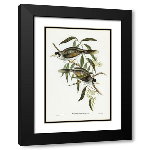 Garrulous Honey-eater-Myzantha garrula Black Modern Wood Framed Art Print with Double Matting by Gould, John