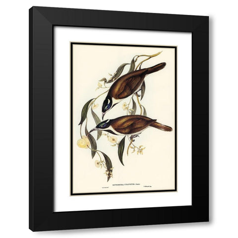 Blue-faced Entomyza-Entomyza cyanotis Black Modern Wood Framed Art Print with Double Matting by Gould, John