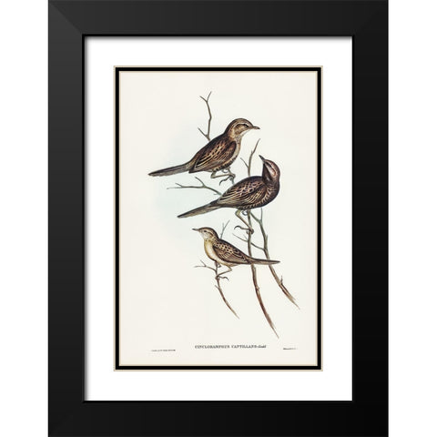 Black-breasted Songlark-Cincloramphus cantillans Black Modern Wood Framed Art Print with Double Matting by Gould, John