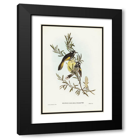 New Holland Honey-eater Black Modern Wood Framed Art Print with Double Matting by Gould, John