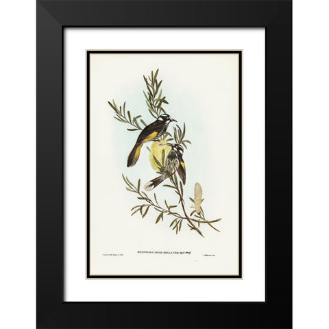 New Holland Honey-eater Black Modern Wood Framed Art Print with Double Matting by Gould, John