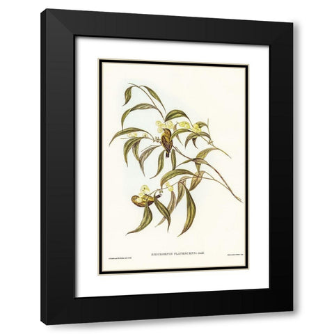 Yellow Weebill-Smicrornis flavescens Black Modern Wood Framed Art Print with Double Matting by Gould, John