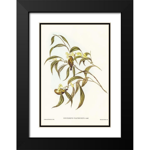 Yellow Weebill-Smicrornis flavescens Black Modern Wood Framed Art Print with Double Matting by Gould, John