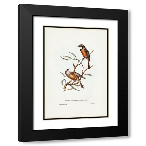 Banded Thickhead-Pachycephala pectoralis Black Modern Wood Framed Art Print with Double Matting by Gould, John