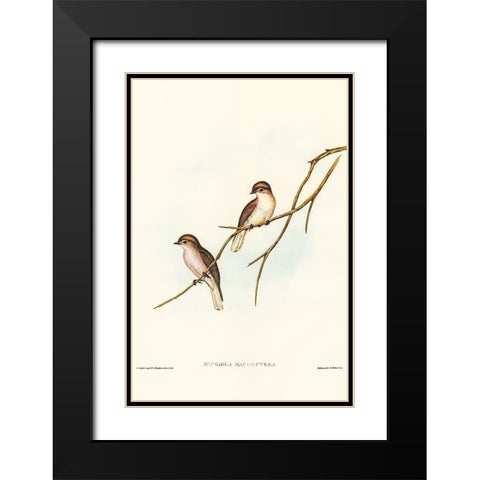 Great-winged Flycatcher-Microeca macroptera Black Modern Wood Framed Art Print with Double Matting by Gould, John