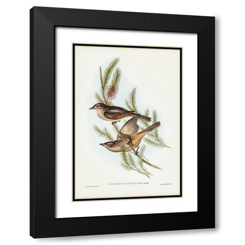 Buff-bellied shrike-thrush-Colluricincla rufiventris Black Modern Wood Framed Art Print with Double Matting by Gould, John