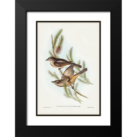 Buff-bellied shrike-thrush-Colluricincla rufiventris Black Modern Wood Framed Art Print with Double Matting by Gould, John