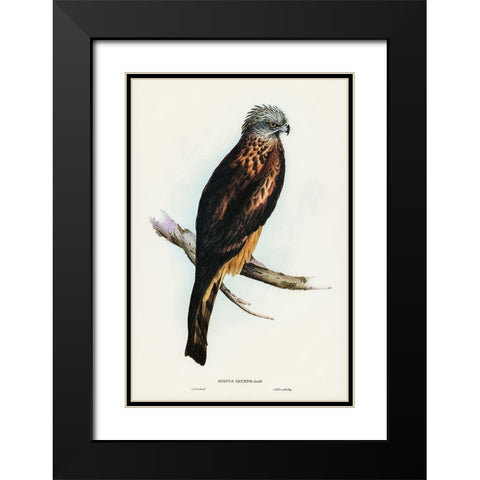 Square-tailed Kite-Milvus insures Black Modern Wood Framed Art Print with Double Matting by Gould, John