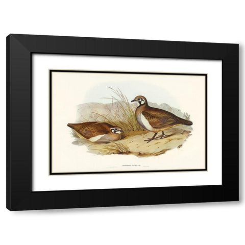 Partridge Bronze-wing-Geophaps scripta Black Modern Wood Framed Art Print with Double Matting by Gould, John