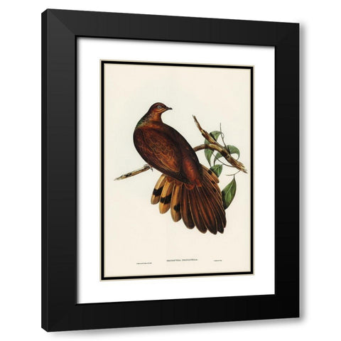 Pheasant-tailed Pigeon-Macropygia Phasianella Black Modern Wood Framed Art Print with Double Matting by Gould, John