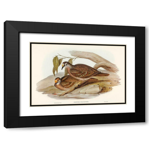 Bronze-winged Pigeon-Peristera chalcoptera Black Modern Wood Framed Art Print with Double Matting by Gould, John