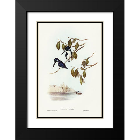 Little Kingfisher-Alcyone pasilla Black Modern Wood Framed Art Print with Double Matting by Gould, John