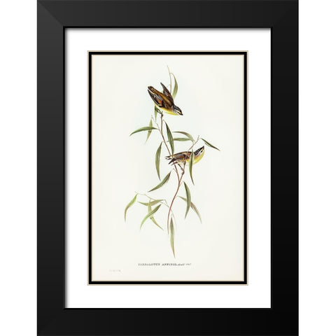Allied Pardalote-Pardalotus affines Black Modern Wood Framed Art Print with Double Matting by Gould, John