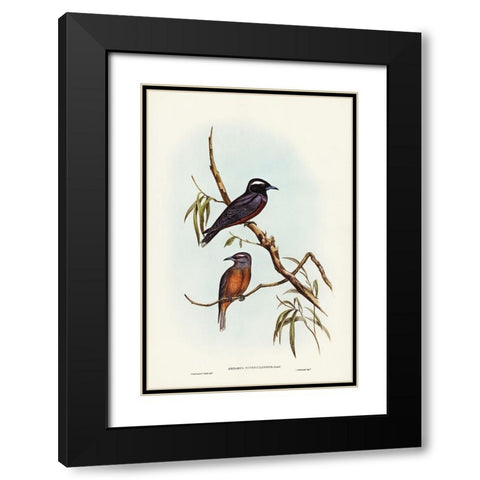 White-eyebrowed Wood Swallow-Artamus supercilious Black Modern Wood Framed Art Print with Double Matting by Gould, John