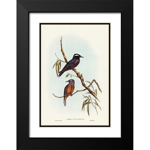 White-eyebrowed Wood Swallow-Artamus supercilious Black Modern Wood Framed Art Print with Double Matting by Gould, John