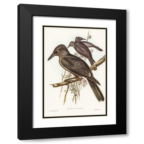 Grey Crow-Shrike-Strepera Anaphonensis Black Modern Wood Framed Art Print with Double Matting by Gould, John