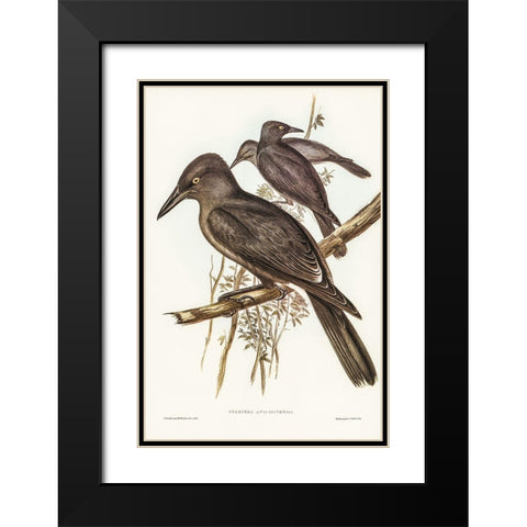 Grey Crow-Shrike-Strepera Anaphonensis Black Modern Wood Framed Art Print with Double Matting by Gould, John