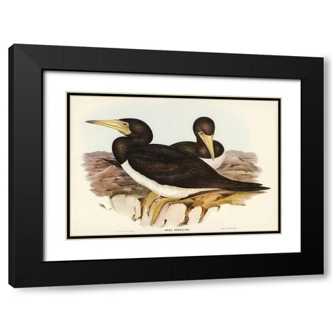 Brown Gannet-Sula fusca Black Modern Wood Framed Art Print with Double Matting by Gould, John