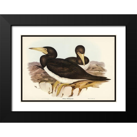 Brown Gannet-Sula fusca Black Modern Wood Framed Art Print with Double Matting by Gould, John