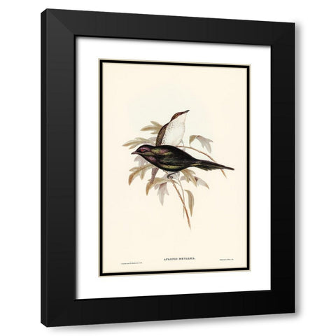 Shining starling-Aplonis metallica Black Modern Wood Framed Art Print with Double Matting by Gould, John