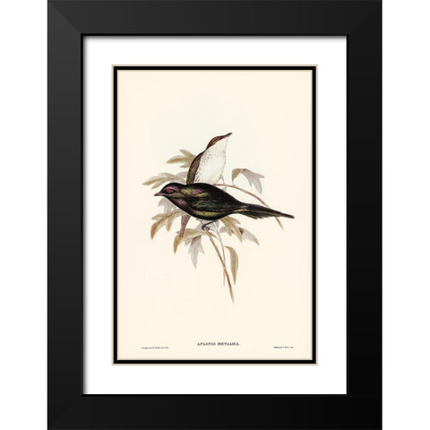Shining starling-Aplonis metallica Black Modern Wood Framed Art Print with Double Matting by Gould, John