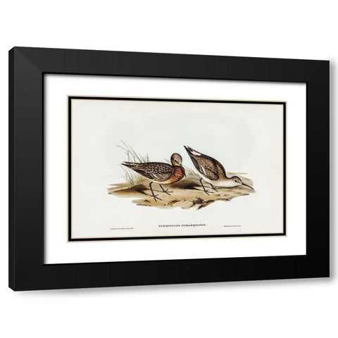 Curlew Sandpiper-Schoeniclus subarquatus Black Modern Wood Framed Art Print with Double Matting by Gould, John