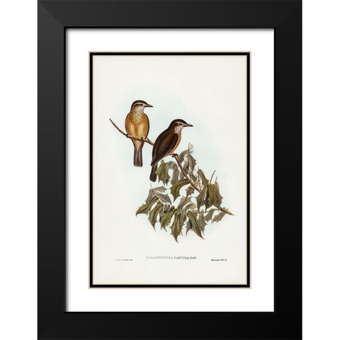 Little Colluricincla-Colluricincla parvula Black Modern Wood Framed Art Print with Double Matting by Gould, John