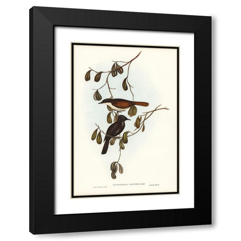 Grey-tailed Pachycephala-Pachycephala glaucura Black Modern Wood Framed Art Print with Double Matting by Gould, John