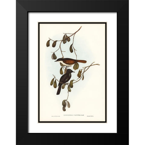 Grey-tailed Pachycephala-Pachycephala glaucura Black Modern Wood Framed Art Print with Double Matting by Gould, John