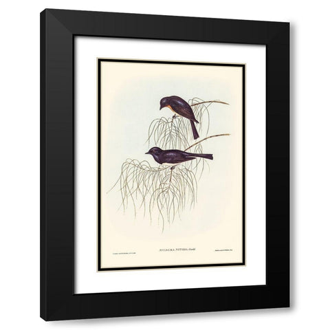 Shining Flycatcher-Myiagra nitida Black Modern Wood Framed Art Print with Double Matting by Gould, John