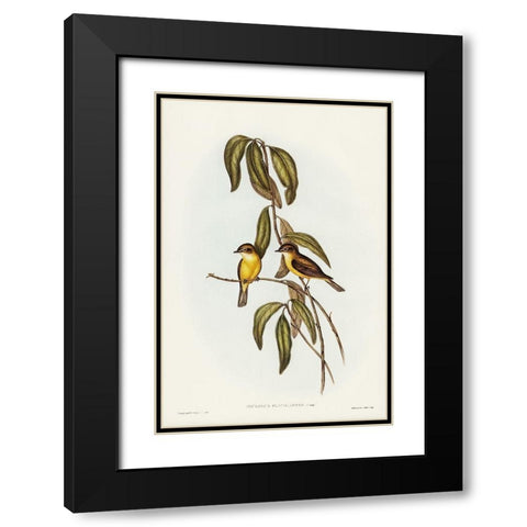 Yellow-bellied flycatcher-Microeca flavigaster Black Modern Wood Framed Art Print with Double Matting by Gould, John