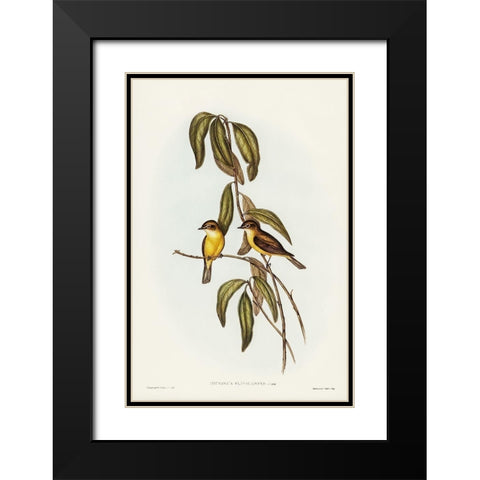 Yellow-bellied flycatcher-Microeca flavigaster Black Modern Wood Framed Art Print with Double Matting by Gould, John