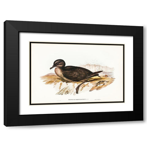 Short-tailed Petrel-Puffinus brevicaudus Black Modern Wood Framed Art Print with Double Matting by Gould, John