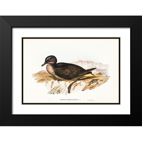 Short-tailed Petrel-Puffinus brevicaudus Black Modern Wood Framed Art Print with Double Matting by Gould, John