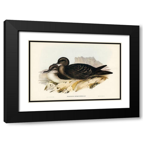 Wedge-tailed Petrel-Puffinus sphenurus Black Modern Wood Framed Art Print with Double Matting by Gould, John