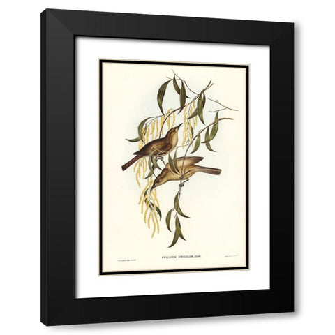 Uniform Honey-eater-Ptilotis unicolor Black Modern Wood Framed Art Print with Double Matting by Gould, John