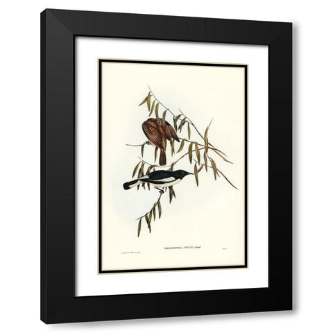 Pied Honey-eater-Melicophila picata Black Modern Wood Framed Art Print with Double Matting by Gould, John