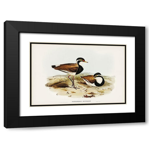 Black-breasted Pewit-Sarciophorus pectoralis Black Modern Wood Framed Art Print with Double Matting by Gould, John
