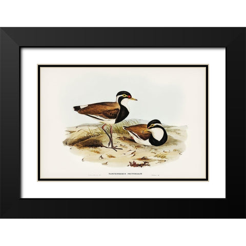Black-breasted Pewit-Sarciophorus pectoralis Black Modern Wood Framed Art Print with Double Matting by Gould, John